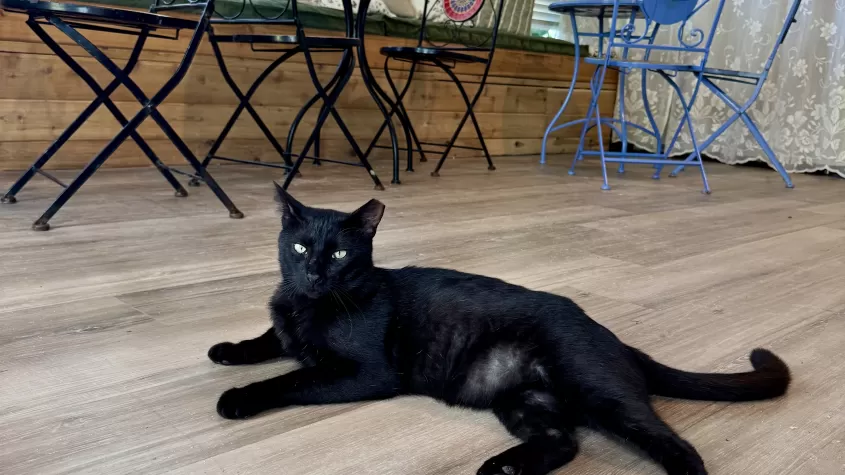 Moose the nursery cat